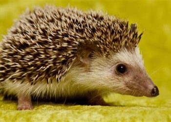 Coffee with Larry, May 13, 2025, Goteborg WC 1995, Jonathan Edwards, Kim Batten, Visiting Sweden, A Rave and Conversations with a Hedgehog