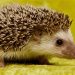Coffee with Larry, May 13, 2025, Goteborg WC 1995, Jonathan Edwards, Kim Batten, Visiting Sweden, A Rave and Conversations with a Hedgehog